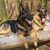 honden foto van corine 