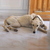 honden foto van sandra 