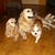 honden foto van petra fransiska
