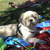 honden foto van nathalie