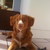 honden foto van michiel