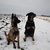 honden foto van Jill & Bo