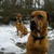 honden foto van Samanta