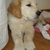 honden foto van Elvis