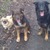 honden foto van Denice