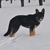 honden foto van Idaq