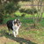 honden foto van trijnie