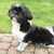 honden foto van Caroline Fr
