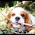 honden foto van Bianca