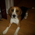 honden foto van jessy