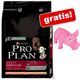 Grote zak pro plan + knorrend latex varken gratis!   sensitive senior
