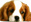 honden page profiel Lauren&Daisy